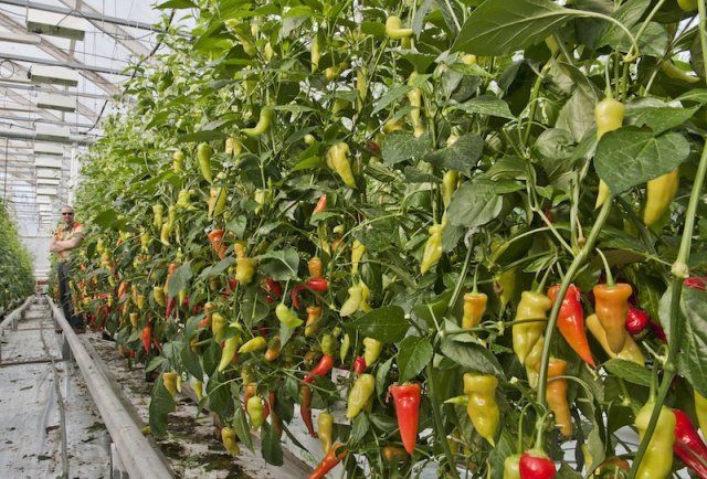 Ashavi Agrotech